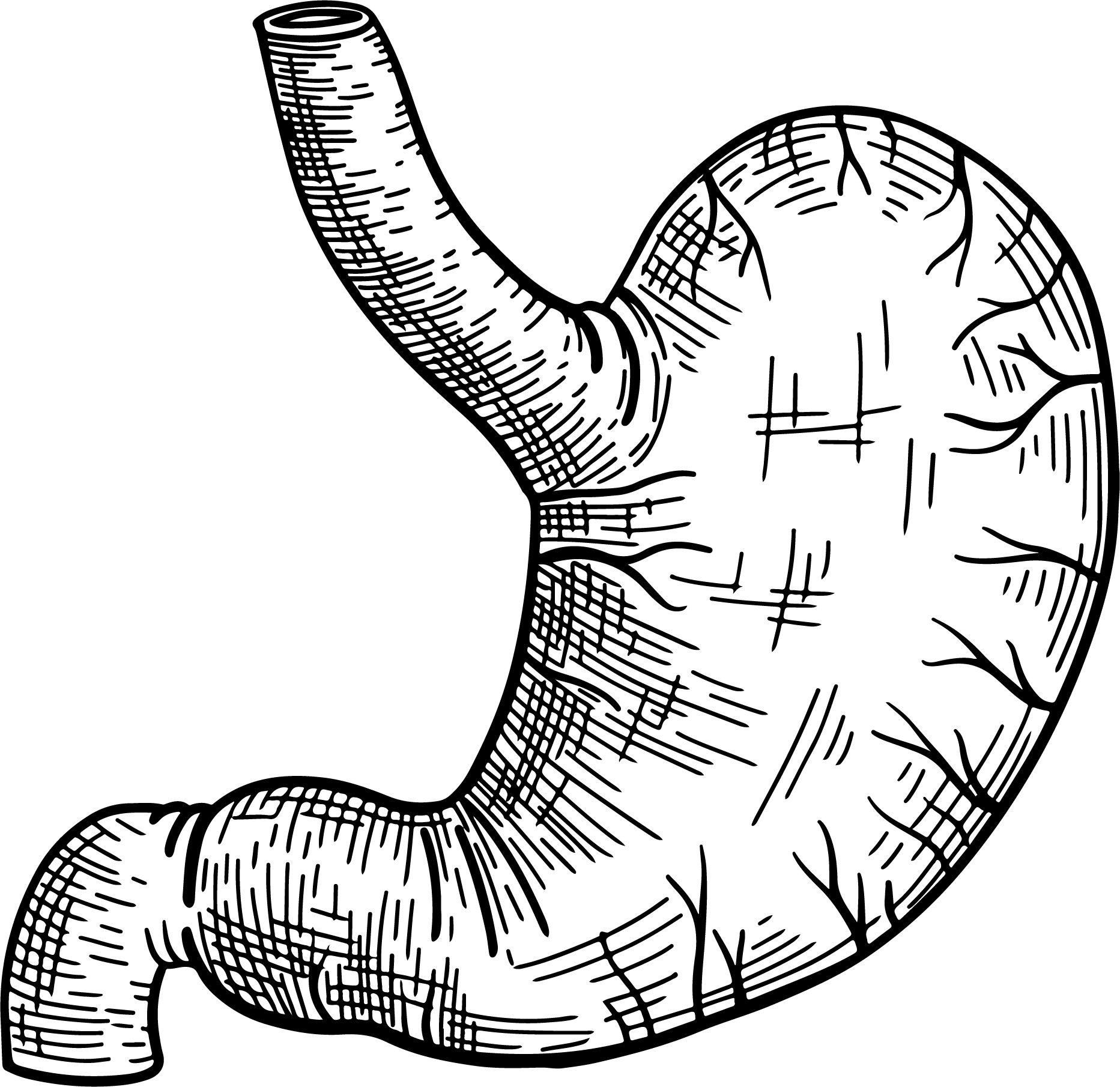 معده